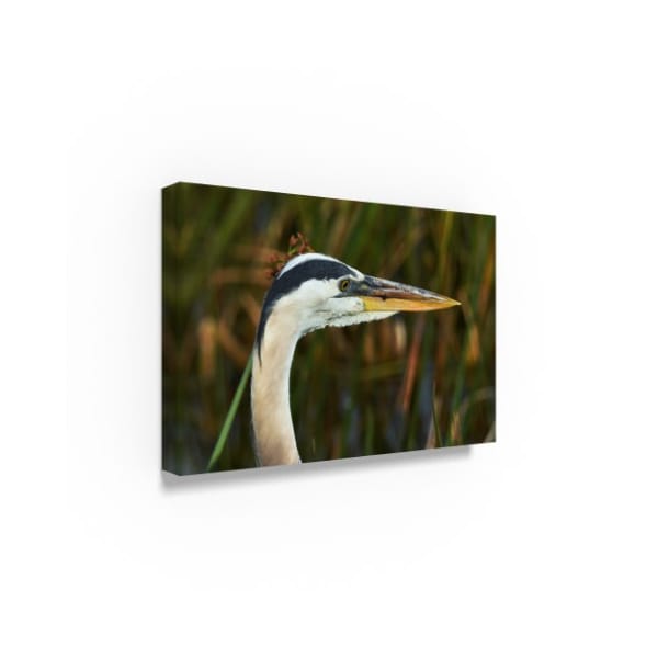 Robert Michaud 'Graceful Blue Heron' Canvas Art,12x19